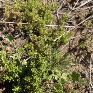 Asterolasia trymalioides at Gooandra, NSW - 26 Jan 2023