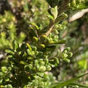 Asterolasia trymalioides at Gooandra, NSW - 26 Jan 2023