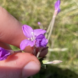 Epilobium billardiereanum at Gooandra, NSW - 26 Jan 2023 10:30 AM