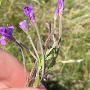 Epilobium billardiereanum at Gooandra, NSW - 26 Jan 2023 10:30 AM