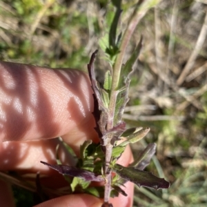 Epilobium billardiereanum at Gooandra, NSW - 26 Jan 2023 10:30 AM