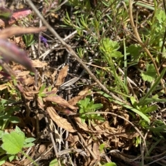 Epilobium billardiereanum at Gooandra, NSW - 26 Jan 2023 10:30 AM