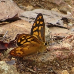 Heteronympha paradelpha (Spotted Brown) at Coree, ACT - 22 Feb 2023 by Christine
