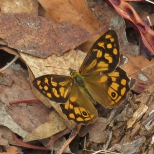 Heteronympha paradelpha at Coree, ACT - 22 Feb 2023 11:18 AM