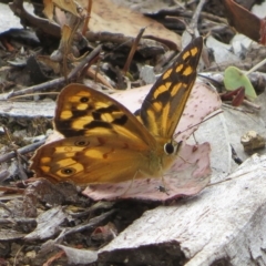 Heteronympha paradelpha at Coree, ACT - 22 Feb 2023 11:18 AM