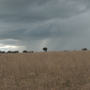 Themeda triandra at Boorowa, NSW - 23 Oct 2022