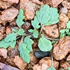 Dysphania pumilio (Small Crumbweed) at Gundaroo, NSW - 21 Feb 2023 by Gunyijan