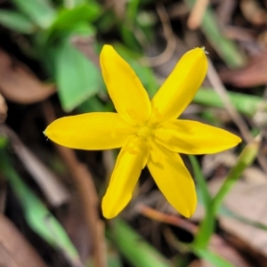 Hypoxis hygrometrica at Molonglo Valley, ACT - 23 Feb 2023