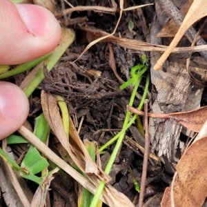 Hypoxis hygrometrica at Molonglo Valley, ACT - 23 Feb 2023