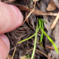 Hypoxis hygrometrica at Molonglo Valley, ACT - 23 Feb 2023