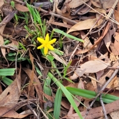 Hypoxis hygrometrica at Molonglo Valley, ACT - 23 Feb 2023