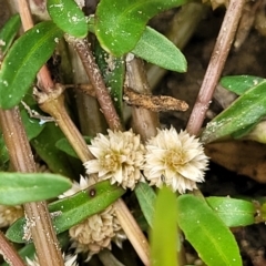 Alternanthera denticulata (Lesser Joyweed) at Molonglo Valley, ACT - 23 Feb 2023 by trevorpreston