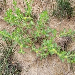 Centipeda cunninghamii at Molonglo Valley, ACT - 23 Feb 2023