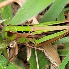 Caledia captiva (grasshopper) at Molonglo Valley, ACT - 23 Feb 2023 by trevorpreston