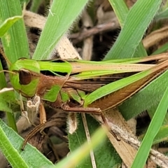 Caledia captiva at Molonglo Valley, ACT - 23 Feb 2023