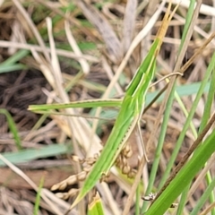 Acrida conica (Giant green slantface) at Aranda Bushland - 23 Feb 2023 by trevorpreston