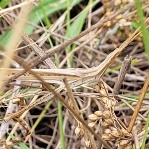 Acrida conica at Molonglo Valley, ACT - 23 Feb 2023