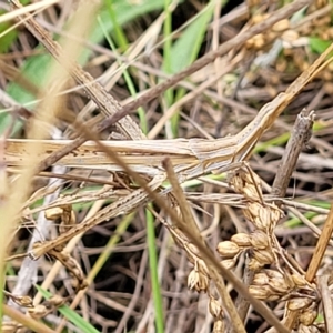 Acrida conica at Molonglo Valley, ACT - 23 Feb 2023