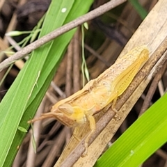 Schizobothrus flavovittatus (Disappearing Grasshopper) at Molonglo Valley, ACT - 23 Feb 2023 by trevorpreston