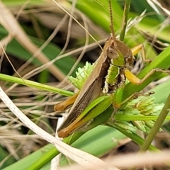 Bermius brachycerus (A grasshopper) at Molonglo Valley, ACT - 23 Feb 2023 by trevorpreston