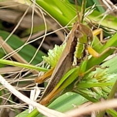 Bermius brachycerus at Molonglo Valley, ACT - 23 Feb 2023