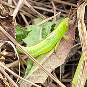 Schizobothrus flavovittatus at Molonglo Valley, ACT - 23 Feb 2023