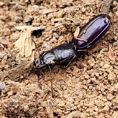Carenum tinctilatum (Digger carab beetle) at Molonglo Valley, ACT - 22 Feb 2023 by trevorpreston