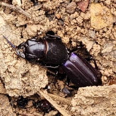 Carenum tinctilatum at Molonglo Valley, ACT - 23 Feb 2023 10:57 AM