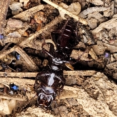 Carenum tinctilatum at Molonglo Valley, ACT - 23 Feb 2023 10:57 AM