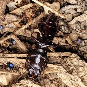 Carenum tinctilatum at Molonglo Valley, ACT - 23 Feb 2023 10:57 AM