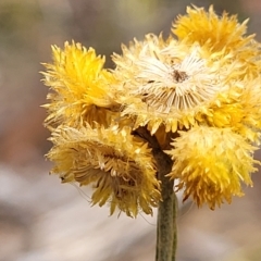 Chrysocephalum apiculatum (Common Everlasting) at Aranda Bushland - 23 Feb 2023 by trevorpreston