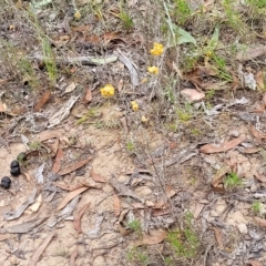Chrysocephalum apiculatum at Molonglo Valley, ACT - 23 Feb 2023