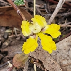 Goodenia hederacea subsp. hederacea (Ivy Goodenia, Forest Goodenia) at Molonglo Valley, ACT - 22 Feb 2023 by trevorpreston