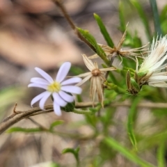 Vittadinia muelleri (Narrow-leafed New Holland Daisy) at Molonglo Valley, ACT - 23 Feb 2023 by trevorpreston