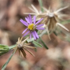 Vittadinia gracilis (New Holland Daisy) at Aranda Bushland - 22 Feb 2023 by trevorpreston