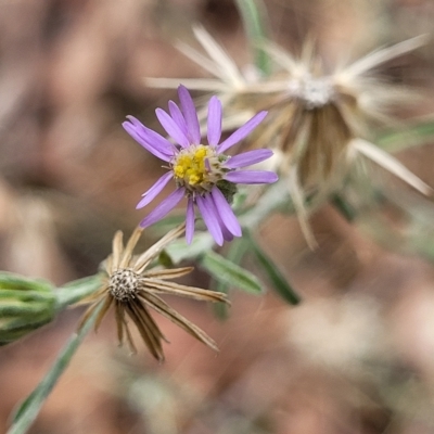 Vittadinia gracilis (New Holland Daisy) at Molonglo Valley, ACT - 23 Feb 2023 by trevorpreston