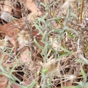 Vittadinia gracilis at Molonglo Valley, ACT - 23 Feb 2023