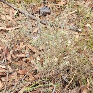 Vittadinia gracilis at Molonglo Valley, ACT - 23 Feb 2023