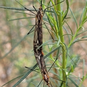 Ischnotoma (Ischnotoma) rubriventris at Molonglo Valley, ACT - 23 Feb 2023