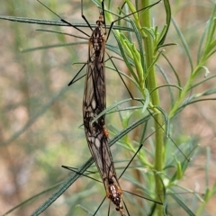 Ischnotoma (Ischnotoma) rubriventris (A crane fly) at Molonglo Valley, ACT - 22 Feb 2023 by trevorpreston