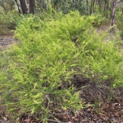 Cassinia sifton (Sifton Bush, Chinese Shrub) at Aranda Bushland - 22 Feb 2023 by trevorpreston