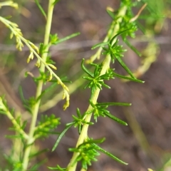 Cassinia sifton at Molonglo Valley, ACT - 23 Feb 2023 10:51 AM