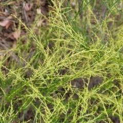 Cassinia sifton at Molonglo Valley, ACT - 23 Feb 2023