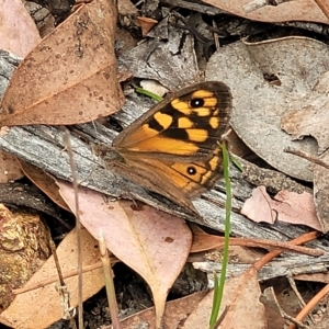 Geitoneura klugii at Molonglo Valley, ACT - 23 Feb 2023