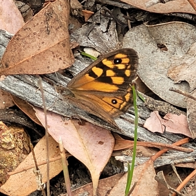 Geitoneura klugii (Marbled Xenica) at Molonglo Valley, ACT - 22 Feb 2023 by trevorpreston