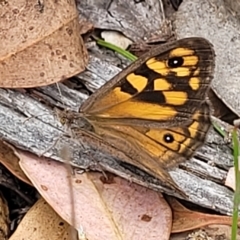 Geitoneura klugii at Molonglo Valley, ACT - 23 Feb 2023 10:49 AM