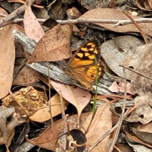 Geitoneura klugii at Molonglo Valley, ACT - 23 Feb 2023 10:49 AM