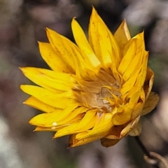 Xerochrysum viscosum (Sticky Everlasting) at Molonglo Valley, ACT - 23 Feb 2023 by trevorpreston