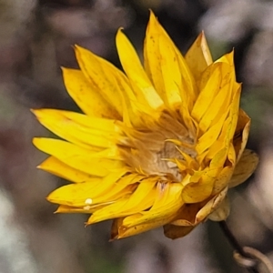 Xerochrysum viscosum at Molonglo Valley, ACT - 23 Feb 2023