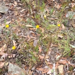 Xerochrysum viscosum at Molonglo Valley, ACT - 23 Feb 2023 10:48 AM